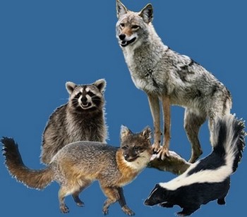 critters